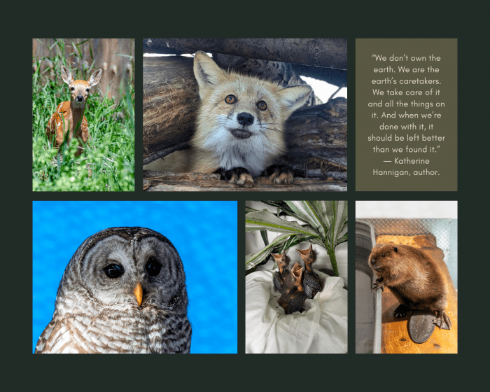 Alberta Institute for Wildlife Conservation | Community Knowledge Centre