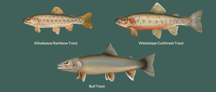 Athabasca rainbow trout, westslope cutthroat trout, bull trout